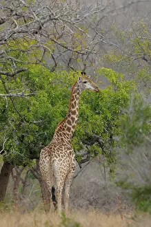 Browsing: Giraffe
