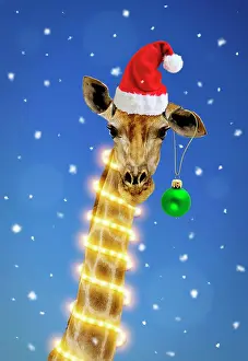 Karl Terblanche: Giraffe