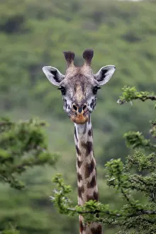Parc: GIRAFFE