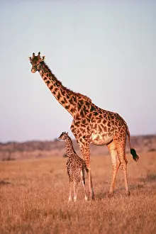 Yann Arthus-bertrand: GIRAFFE - Adult with young