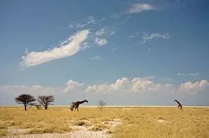 Browsing: Giraffe - two adults browsing through grass land