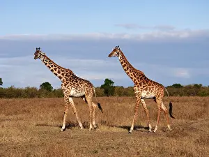 040319: Giraffe- two adults are walking behind each other, Masai