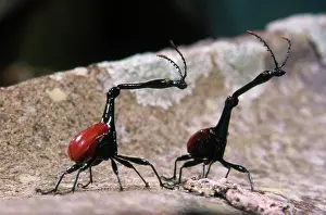 Mates: Giraffe Beetles
