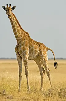 Karl Terblanche: Giraffe - full body portrait