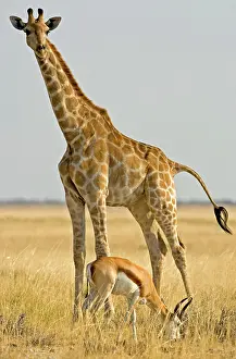 Springboks: Giraffe - Full body portrait with a springbok in