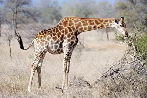 Browsing: Giraffe - browsing