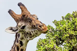 Browsing: Giraffe browsing Acacia leaves