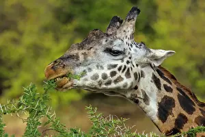 Browsing: Giraffe browsing Acacia leaves from a thorny Acacia tree