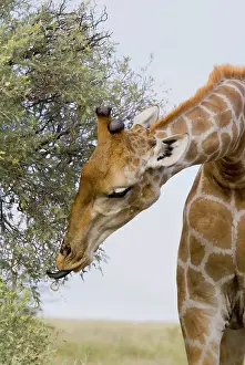 Camelthorn: Giraffe browzing Grey Camelthorn showing tongue