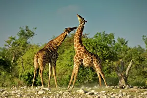 Rotating: Giraffe - two bulls fighting rotating their long necks