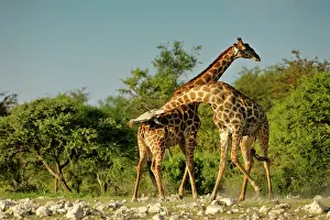 Rotating: Giraffe - two bulls fighting rotating their long necks
