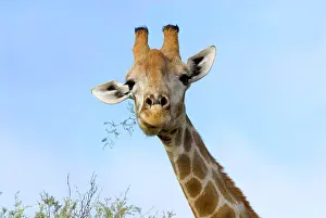 Camelthorn: Giraffe chewing twigs of Grey Camelthorn