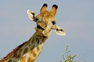 Whilst: Giraffe - close up of the head whilst chewing and