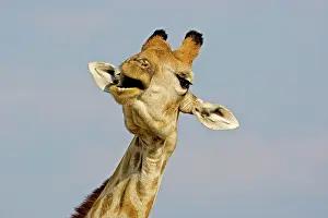Whilst: Giraffe - close up of the head whilst chewing and