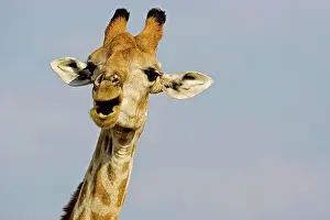 Whilst: Giraffe - close up of the head whilst chewing and