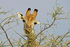Whilst: Giraffe - close up of the head whilst feeding