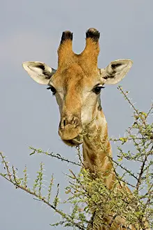 Whilst: Giraffe - close up of the head whilst feeding