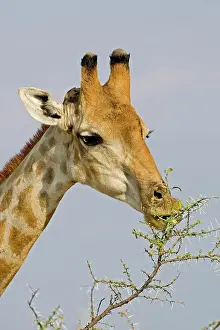 Whilst: Giraffe - close up of the head whilst feeding