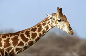 Neck: GIRAFFE - close-up of head