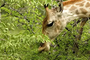 Whilst: Giraffe - Close ups whilst feeding