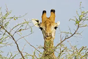 Whilst: Giraffe - close up whilst feeding