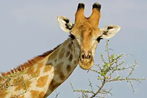 Whilst: Giraffe - close up whilst feeding on acacia twigs