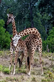Rubbing: Giraffe courtship necking