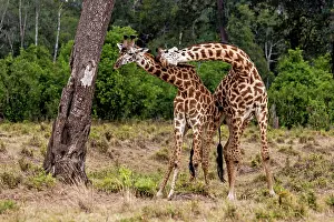 Rubbing: Giraffe courtship necking