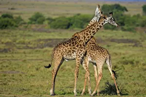 Rubbing: Giraffe courtship necking