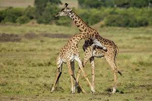 Rubbing: Giraffe courtship necking