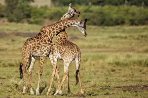 Rubbing: Giraffe courtship necking