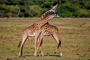 Rubbing: Giraffe courtship necking