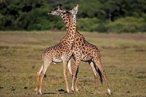Rubbing: Giraffe courtship necking