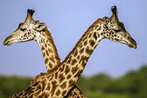 Rubbing: Giraffe courtship necking