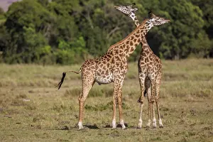 Rubbing: Giraffe courtship necking