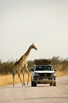Rental: Giraffe - crossing a road with a rental car in