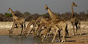 Scan: while some giraffe drink other are used to scan environment