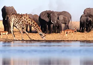 Chris Harvey: GIRAFFE - drinking at waterhole with herd of African