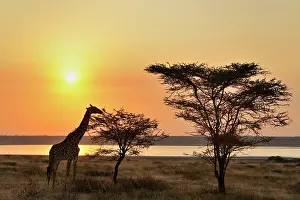 Grumeti: Giraffe eating an Acacia with sunset backlight
