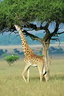 Acacias: GIRAFFE - eating from Acacia tree