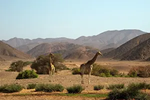 Hoanib: Giraffe at entrance of Hoanib river in Kaokoland, Namibia