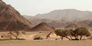 Hoanib: Giraffe at entrance of Hoanib river in Kaokoland, Namibia