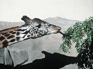 Giraffes: GIRAFFE - extending tongue for leaves