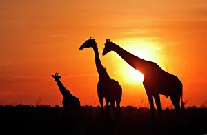 Silhouettes: Giraffe - family at sunrise