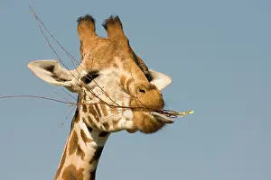 Chew: Giraffe - feeding