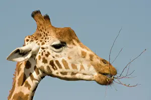 Chew: Giraffe - feeding