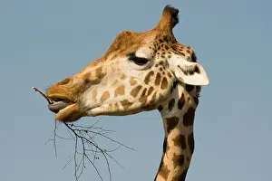 Chew: Giraffe - feeding