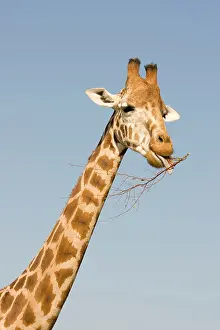 Chew: Giraffe - feeding