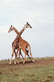 Chris Knights: GIRAFFE - Fighting