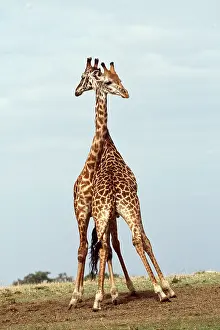 Chris Knights: GIRAFFE - Fighting